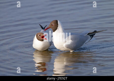 black-headed gull Chroicocephalus ridibundus two adults in courtship display on water, Stock Photo