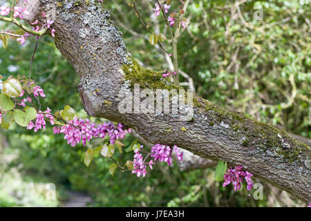 Cercis canadensis flowers on a branch Stock Photo