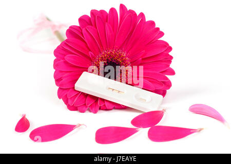 medicinally medical flower plant tenderness test gerbera pregnancy positive Stock Photo