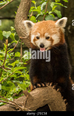 A Red Panda climbing in a tree in the Central Park Zoo in New York Stock Photo