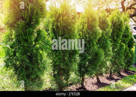 evergreen hedge of thuja trees Stock Photo