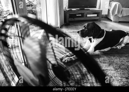 High contrast black and white photo of a Pointer or Gun dog which lends weight to the saying 'It's a dogs life' as he relaxes comfortably at home Stock Photo