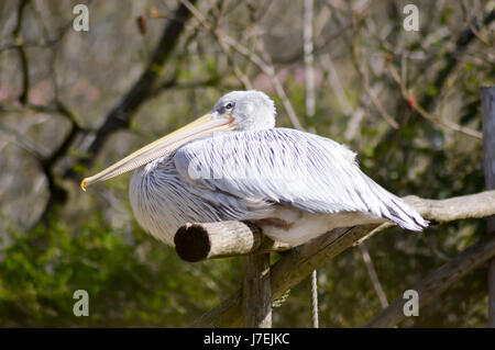 Pelican resting on a wooden promontory in a zoo in france Stock Photo