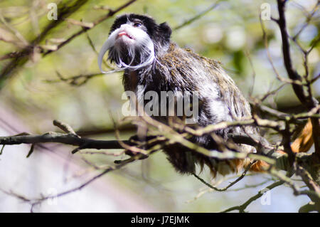 Tamarin Emperor on a branch in a zoo in France Stock Photo