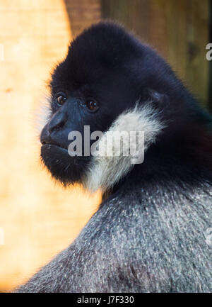London, UK. 25th May, 2017. ZSL London Zoo, May 25th 2017. XA gibbon contemplates its surroundings during a photocall to promote ZSL London's newest exhibit, a treehouse style enclosure that will open to the public on Saturday 27th of May. The exhibit is home to duo Jimmy and Yoda, that will take people on a journey high into the Northern white-cheeked gibbon's (Nomascus leucogenys) treetop habitat, where they'll be able to watch the pair swing gracefully through a maze of branches and ropes. Credit: Paul Davey/Alamy Live News Stock Photo