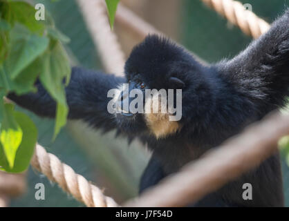 ZSL London Zoo, UK. 25th May 2017. Gibbons swing into London in their new enclosure opening 27th May 2017. Home to Northern white-cheeked gibbons Jimmy and Yoda, visitors will be able to watch the pair swing through a maze of branches and ropes from floor to ceiling windows. Credit: Malcolm Park editorial/Alamy Live News. Stock Photo