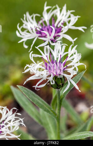 Centaurea montana ‘Amethyst in Snow’ blooming flowers, White Cornflower Stock Photo