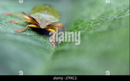 green frontally bug macro close-up macro admission close up view insect green Stock Photo