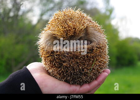 Beautiful little urchin close-up in hand of man Stock Photo