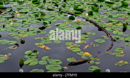 Flowerless lily pads at Beaver Lake in Stanley Park Stock Photo