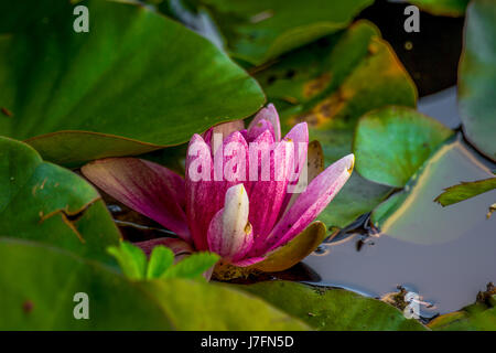 Colorful fragrant water lilies at Beaver Lake in Stanley Park. Stock Photo