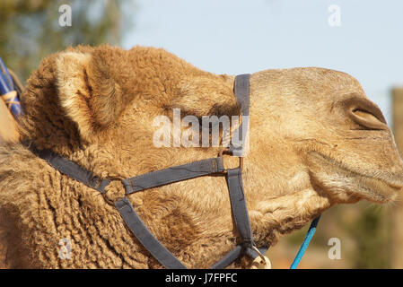 animal photo camera image picture copy deduction nature camel ships of the Stock Photo