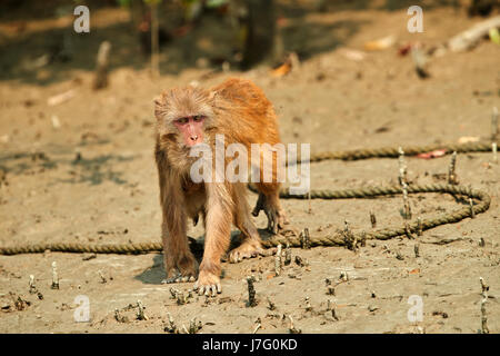 Crab-eating macaque seats on the shore of the monkey island Stock Photo