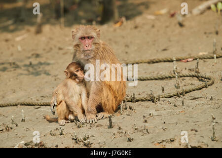 Crab-eating macaque seats on the shore of the monkey island Stock Photo