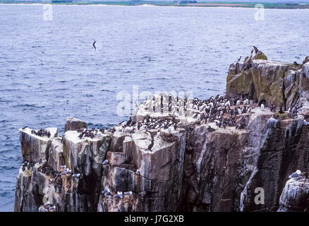 Seabird colony, with nesting Common murre or Common guillemot (Uria aalge), Farne Islands, United Kingdom Stock Photo