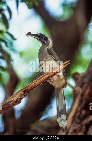 Indian Grey Hornbill, Ocyceros birostris, bringing insect food to a nest hole, Keoladeo Ghana National Park, Bharatpur, Rajasthan, India Stock Photo