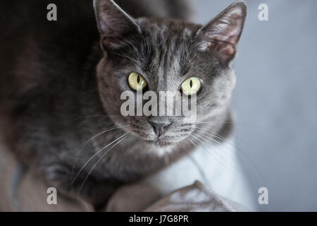 A domestic blue russian cat laze around the house couch.