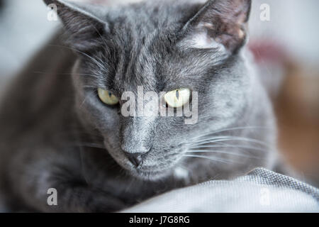 A domestic blue russian cat laze around the house couch.