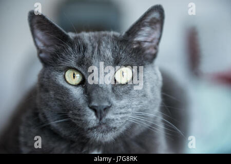 A domestic blue russian cat laze around the house couch. Stock Photo