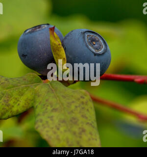 Wild blueberries at the bog at Beaver Lake, Stanley Park                    Vancouver, BC Stock Photo