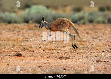 Red Giant kangaroo (Macropus rufus), young animal jumping, Sturt National Park, New South Wales, Australia Stock Photo