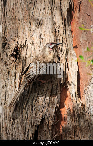 Red wattlebird (Anthochaera carunculata), adult at tree trunk, Cuddly Creek, South Australia, Australia Stock Photo