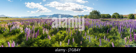 Purple large-leaved lupins (Lupinus polyphyllus), Lake Tekapo in front of Southern Alps, Canterbury, South Island, New Zealand Stock Photo