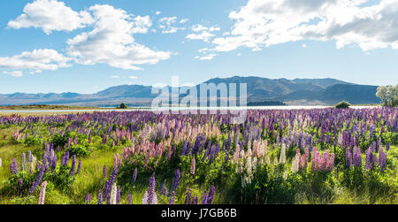 Purple large-leaved lupins (Lupinus polyphyllus), Lake Tekapo in front of Southern Alps, Canterbury, South Island, New Zealand Stock Photo