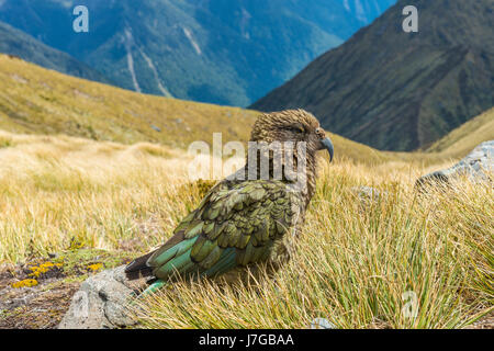 Mountain parrot, Kea (Nestor notabilis) in the mountains, Kepler Track, Fiordland National Park, South Island, New Zealand Stock Photo