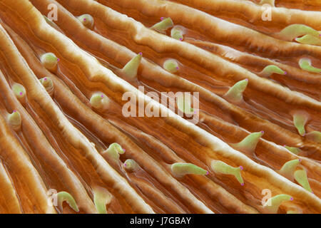 Polyps of mushroom coral (Fungiidae), Raja Ampat Archipelago, Papua Barat, West New Guinea, Pacific Ocean, Indonesia Stock Photo