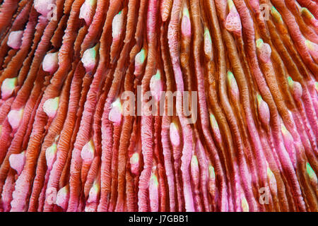 Polyps of a mushroom coral (Fungiidae), Raja Ampat Archipelago, Papua Barat, Western New Guinea, Pacific, Indonesia Stock Photo