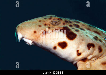 Epaulette shark (Hemiscyllium ocellatum), portrait with gills and eyes, Raja Ampat Archipelago, Papua Barat, West New Guinea Stock Photo