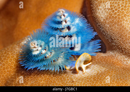 Christmas tree worm (Spirobranchus giganteus), blue, on stony coral, Papua Barat, Pacific, West New Guinea, Stock Photo