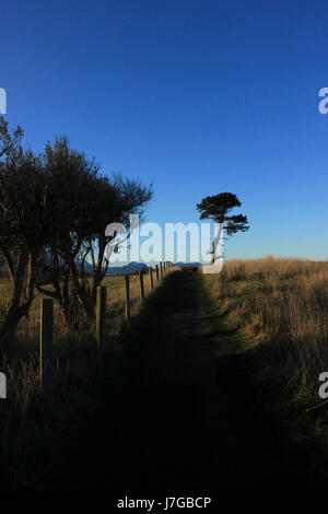 A tree silhouette in the sunset of Kaikoura, New Zealand Stock Photo