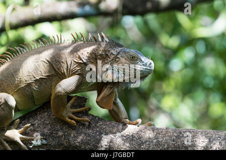 Green Iguana (Iguana iguana) climbing on tree, Costa Rica Stock Photo