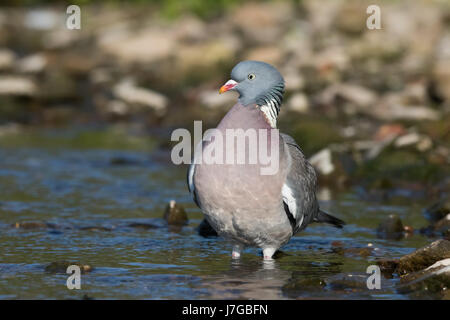 Wood pigeon (Columba palumbus) standing in creek, Hesse, Germany Stock Photo