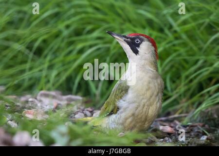 European green woodpecker (Picus viridis) by creek, Hesse, Germany Stock Photo