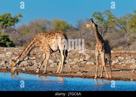 Angolan giraffes (Giraffa camelopardalis), mother with young drinking at waterhole, Etosha National Park, Namibia