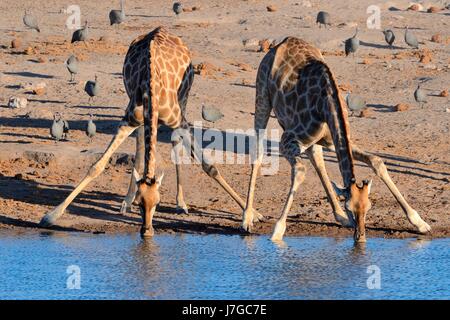 Angolan giraffes (Giraffa camelopardalis angolensis) drinking at waterhole, helmeted guineafowls (Numida meleagris) at back