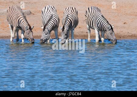Burchell's zebras (Equus quagga burchellii) drinking at waterhole, Etosha National Park, Namibia Stock Photo