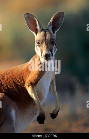 Red Kangaroo (Macropus rufus), adult male, portrait, Sturt National Park, New South Wales, Australia Stock Photo