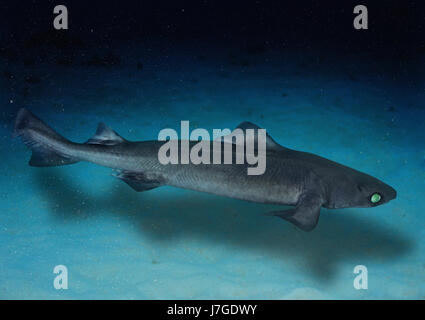 Gulper shark, Centrophorus granulosus Stock Photo: 36915865 - Alamy