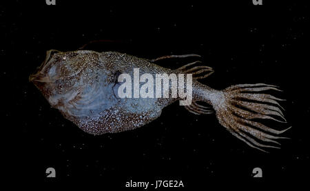 Deep sea angler fish (Ceratias holboelli) specimen, from ...