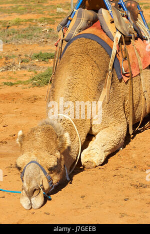 animal photo camera image picture copy deduction nature camel ships of the Stock Photo