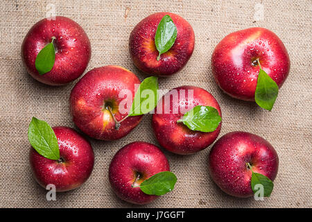 Top view of group of eight bright shiny wet red apples with green leaves and water drops on sacking material Stock Photo