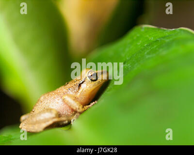 Common Tree Frog on the leaf - Hyla leucomystax Stock Photo