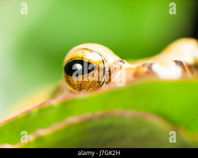 Eye of White lipped Tree frog  - Rhacophorus Leucomystax Stock Photo