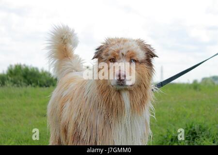 Australian shepherd dog standing in standby order Stock Photo