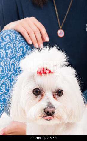 White cute puppy in close-up view near her loving owner Stock Photo