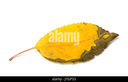 Dried yellowed autumn leaf. Isolated on white background. Stock Photo